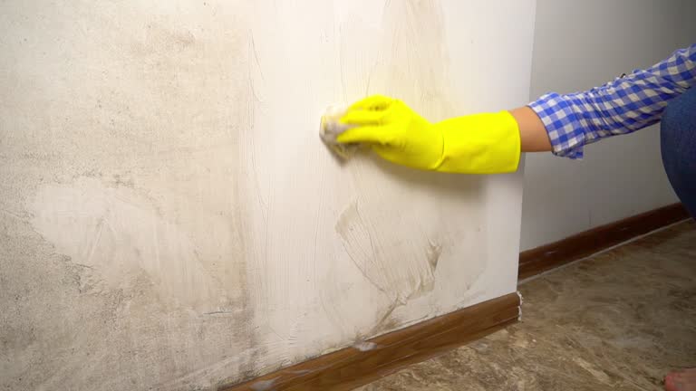 Environmental Consulting for Mold Prevention in Inver Grove Heights, MN