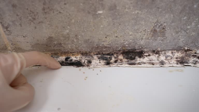 Best Airborne Mold Testing  in Inver Grove Heights, MN
